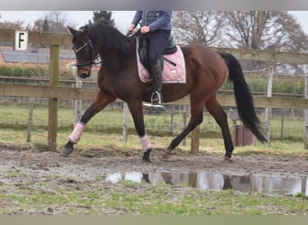 Anglo-Arab, Gelding, 7 years, 15,2 hh, Brown