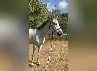 Anglo-Arab, Gelding, 7 years, 15.2 hh, Grey Anglo-Arab, Gelding, 7 years, 15.2 hh, Grey