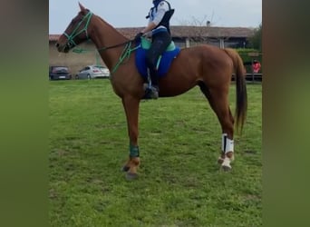 Anglo-Arab, Gelding, 7 years, 15.3 hh, Chestnut-Red