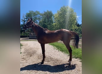Anglo-Arab, Gelding, 7 years, 15.3 hh, Chestnut-Red