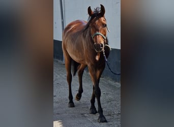 Anglo-Arab, Gelding, 7 years, 15 hh, Brown