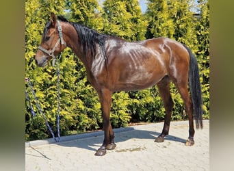 Anglo-Arab, Gelding, 7 years, 15 hh, Brown