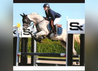 Anglo-Arab, Gelding, 7 years, 15 hh, Gray