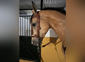 Anglo-Arab, Gelding, 7 years, 16,1 hh, Dun