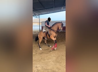 Anglo-Arab, Gelding, 7 years, 16,1 hh, Dun