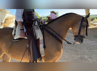 Anglo-Arab, Gelding, 7 years, 16,1 hh, Dun