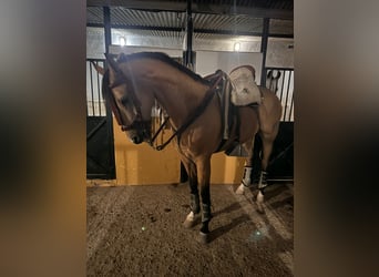 Anglo-Arab, Gelding, 7 years, 16,1 hh, Dun