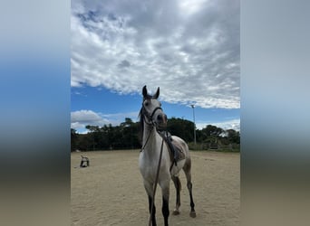Anglo-Arab, Gelding, 7 years, 16.1 hh, Grey