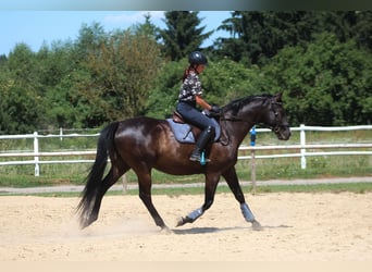 Anglo-Arab, Gelding, 7 years, 16.2 hh, Black