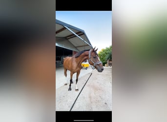 Anglo-Arab, Gelding, 7 years, 16 hh, Brown