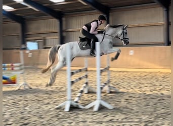 Anglo-Arab, Gelding, 7 years, 16 hh, Pinto