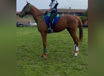 Anglo-Arab, Gelding, 8 years, 15,3 hh, Chestnut-Red