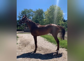 Anglo-Arab, Gelding, 8 years, 15,3 hh, Chestnut-Red