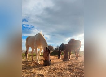Anglo-Arab, Gelding, 8 years, 15 hh, Chestnut-Red