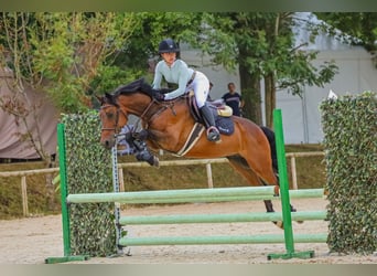Anglo-Arab, Gelding, 8 years, 15,1 hh, Brown