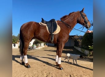 Anglo-Arab Mix, Gelding, 8 years, 16.1 hh, Chestnut-Red