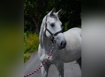 Anglo-Arab, Gelding, 8 years, 16 hh, Gray