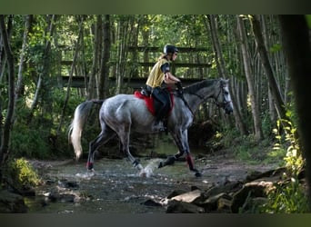 Anglo-Arab, Gelding, 8 years, 16 hh, Gray