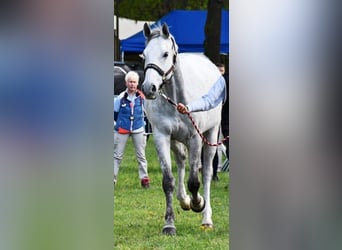 Anglo-Arab, Gelding, 8 years, 16 hh, Gray