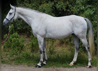 Anglo-Arab, Gelding, 8 years, 16 hh, Gray