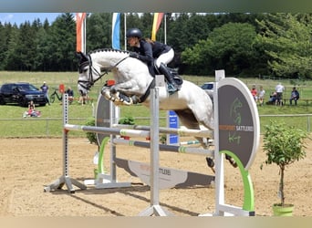 Anglo-Arab, Gelding, 8 years, 16 hh, Gray