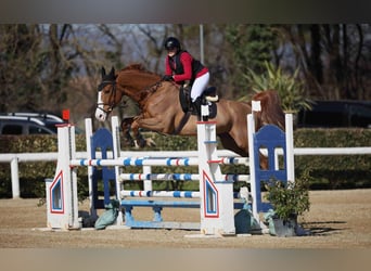 Anglo-Arab, Gelding, 8 years, 17 hh, Chestnut-Red