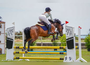 Anglo-Arab, Gelding, 8 years, Brown