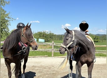 Anglo-Arab, Gelding, 9 years, 15,1 hh, Chestnut-Red