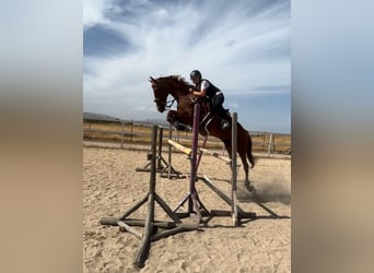 Anglo-Arab, Gelding, 9 years, 15,2 hh, Chestnut-Red
