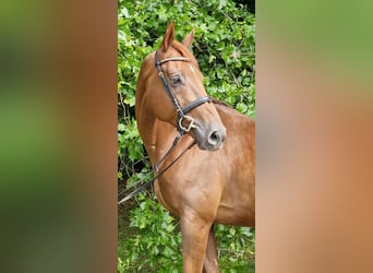 Anglo-Arabo, Wallach, 9 Jahre, 16,1 hh, Dunkelfuchs