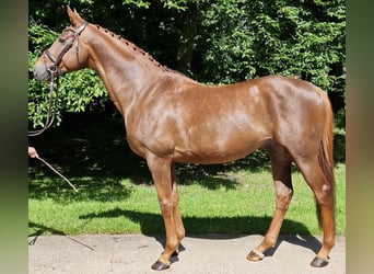 Anglo-Arab, Gelding, 9 years, 16.1 hh, Chestnut