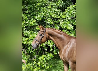 Anglo-Arab, Gelding, 9 years, 16.1 hh, Chestnut