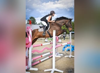 Anglo-Arab, Gelding, 9 years, 16.2 hh