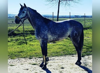 Anglo-Arab, Gelding, 9 years, 16 hh, Gray