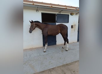 Anglo-arab, Hingst, 1 år, 161 cm, Grå