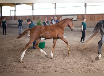 Anglo-arab, Hingst, 1 år, 169 cm, fux