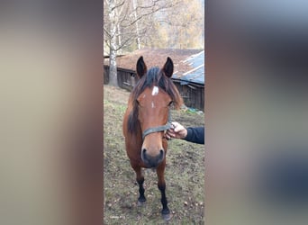 Anglo-arab, Hingst, 1 år