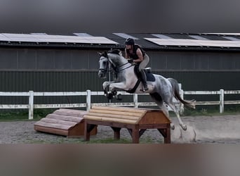 Anglo-arab, Hingst, 5 år, 164 cm, Pinto