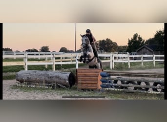 Anglo-arab, Hingst, 5 år, 164 cm, Pinto