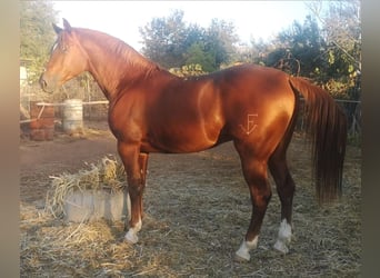 Anglo-arab, Hingst, 7 år, 160 cm, fux