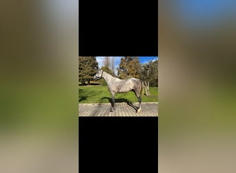 Anglo-Arab, Mare, 10 years, 15.1 hh