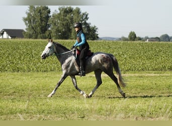 Anglo-Arab, Mare, 10 years, 15,1 hh, Gray