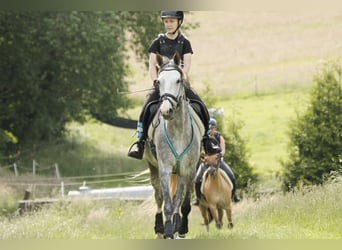 Anglo-Arab, Mare, 10 years, 15,1 hh, Gray