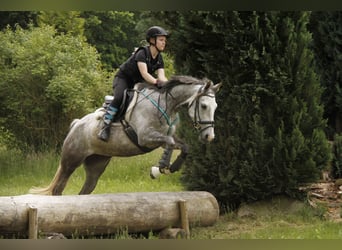 Anglo-Arab, Mare, 10 years, 15,1 hh, Gray