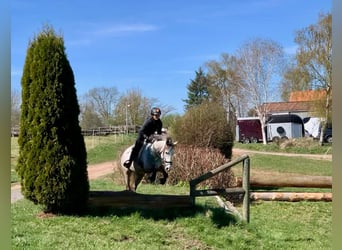 Anglo-Arab, Mare, 10 years, 15,1 hh, Gray