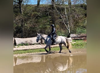 Anglo-Arab, Mare, 10 years, 15,1 hh, Gray