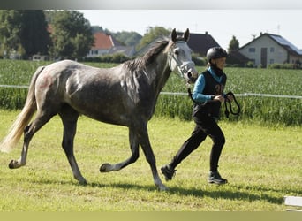 Anglo-Arab, Mare, 10 years, 15,1 hh, Gray