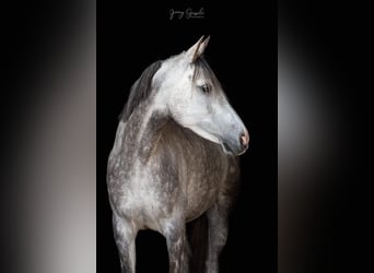 Anglo-Arab, Mare, 10 years, 15,1 hh, Gray