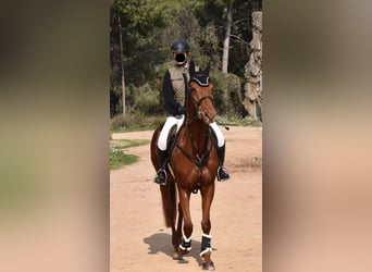Anglo-Arab, Mare, 10 years, 15.2 hh, Chestnut-Red