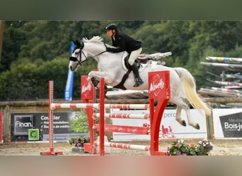 Anglo-Arab, Mare, 10 years, 15.3 hh, Gray